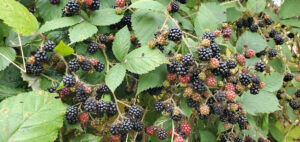 Ripe blackberries are clustered on their plant.