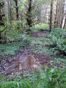 Old elk wallows, appearing as large, muddy puddles, are situated in a lush conifer forest.